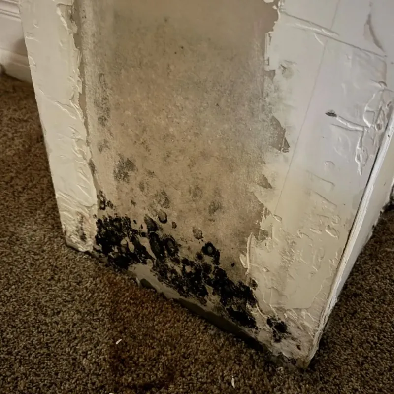 Professional Mold Removal in Darien, GA